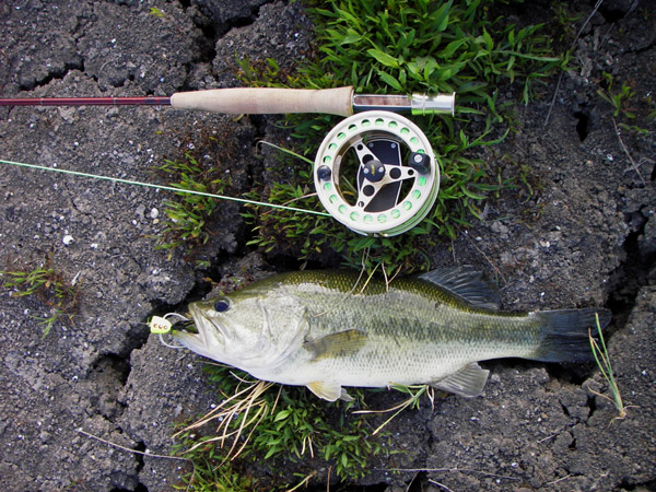 BassPopperweb.jpg